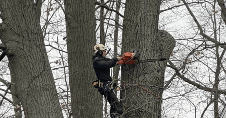 The Importance of Hiring a Professional Tree Removal Service Near Me